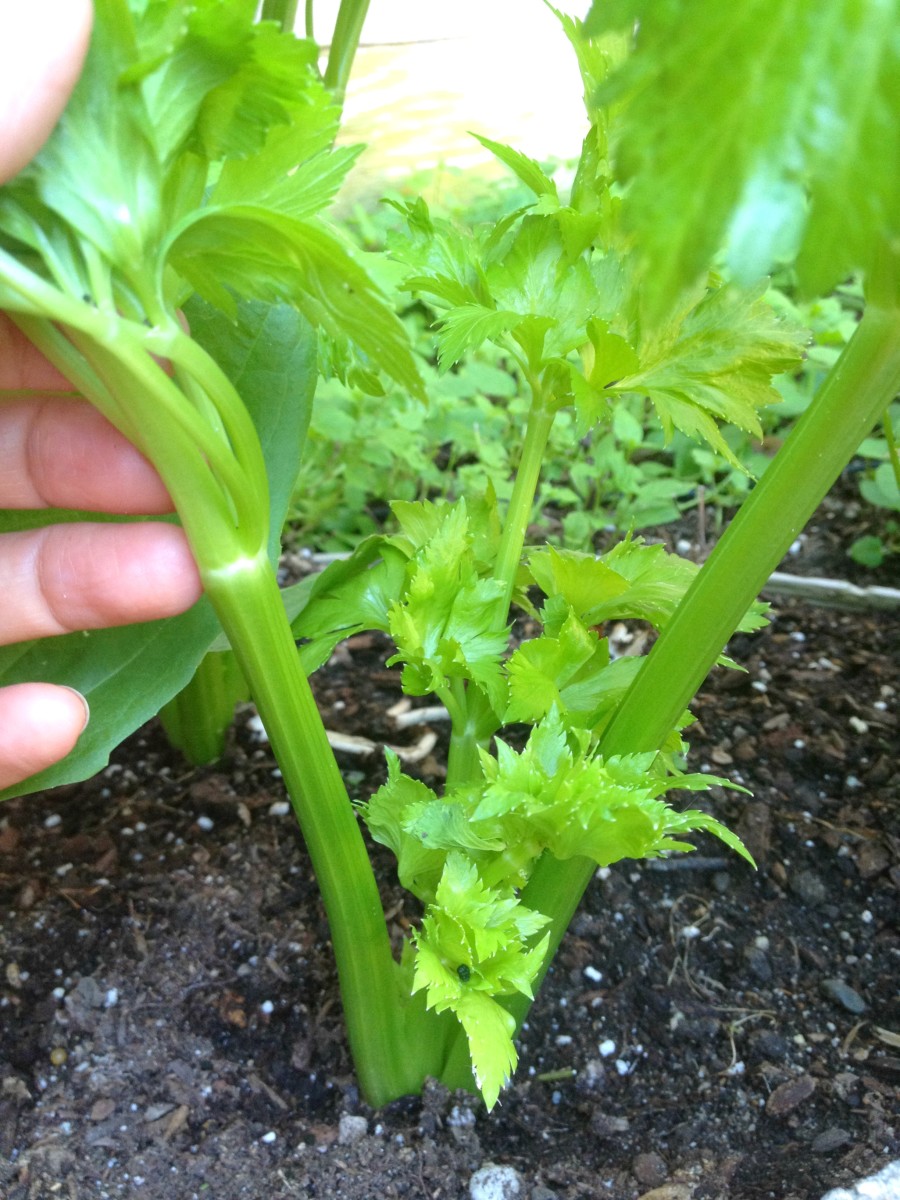 Look how green and vibrant the celery stalks turned out! 