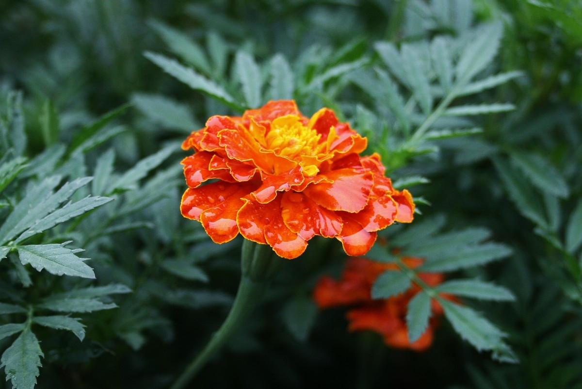We grow a mix of French marigolds for a variety of blooms in various combinations of orange, red and yellow.