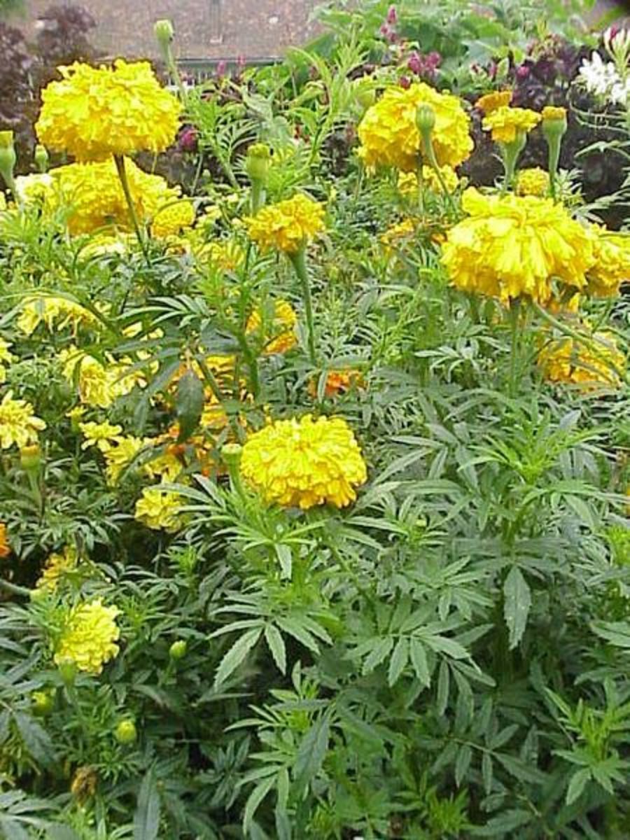 French Marigolds Aren't French (and Other Facts About Tagetes Patula