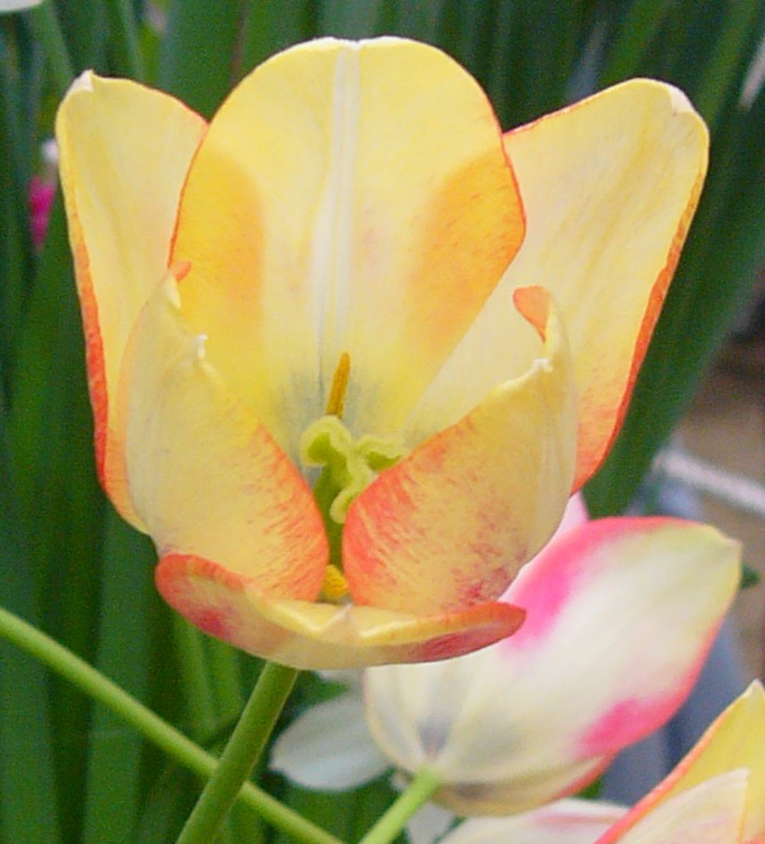 Tulip Marjoletti