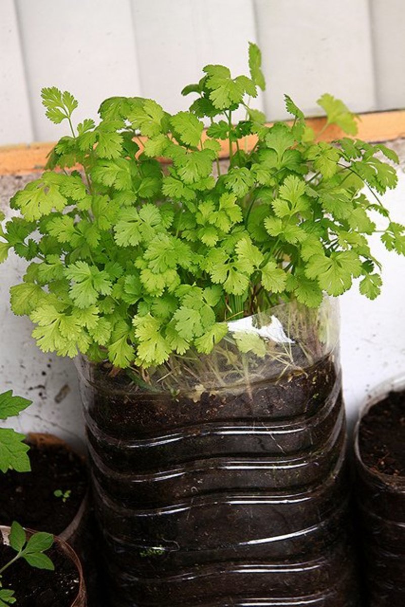 How To Grow Cilantro And Harvest Your Own Coriander Seeds Dengarden Home And Garden,Pumpernickel Fortnite