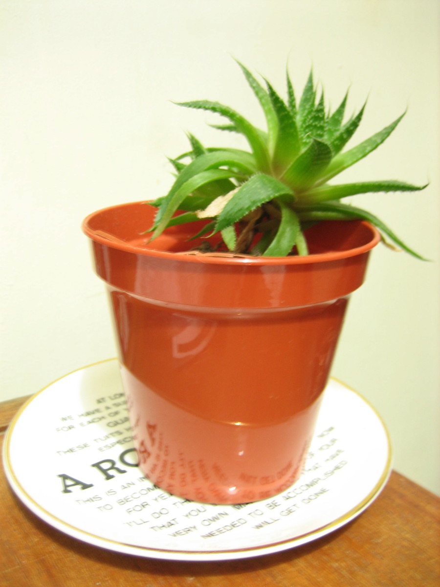 Aloe plant: air purifying and excellent for home remedies.
