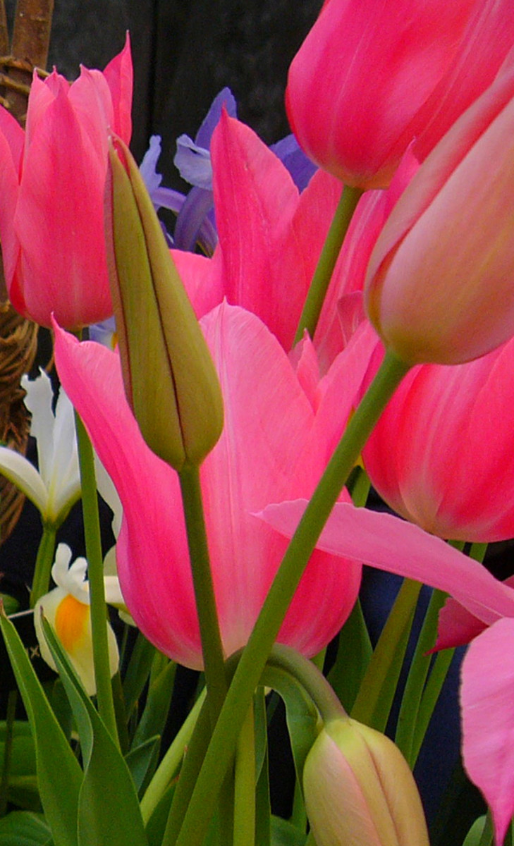 Lily Flowered Tulip ('Ballade')