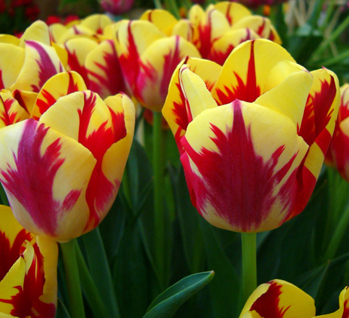 Buying Tulips Flowering Times and Best Perennial Bulbs Dengarden