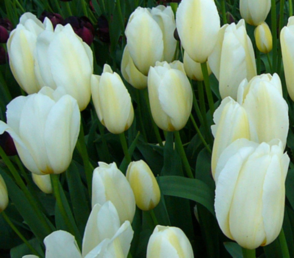 Buying Tulips Flowering Times and Best Perennial Bulbs Dengarden