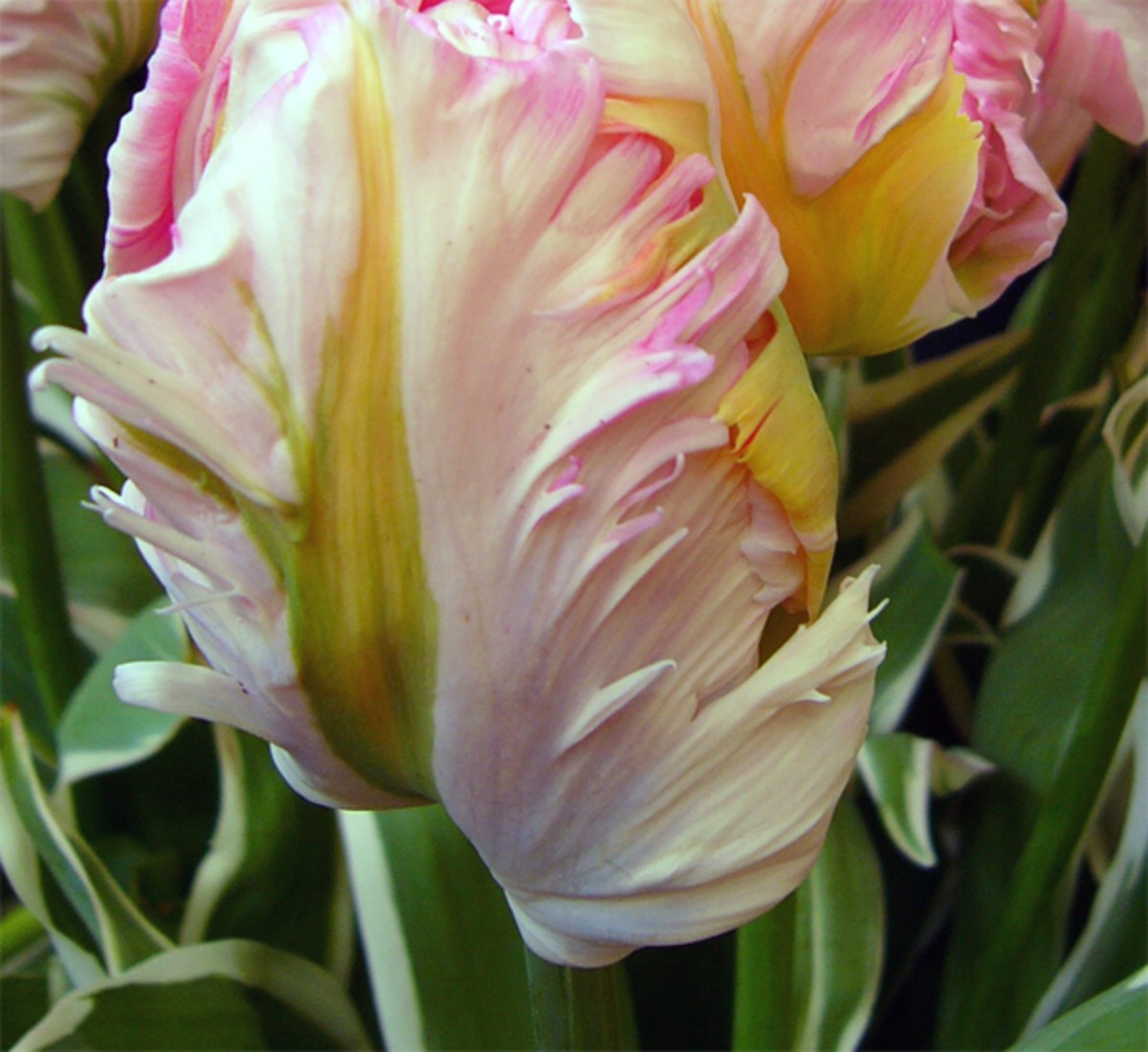 Buying Tulips Flowering Times and Best Perennial Bulbs Dengarden