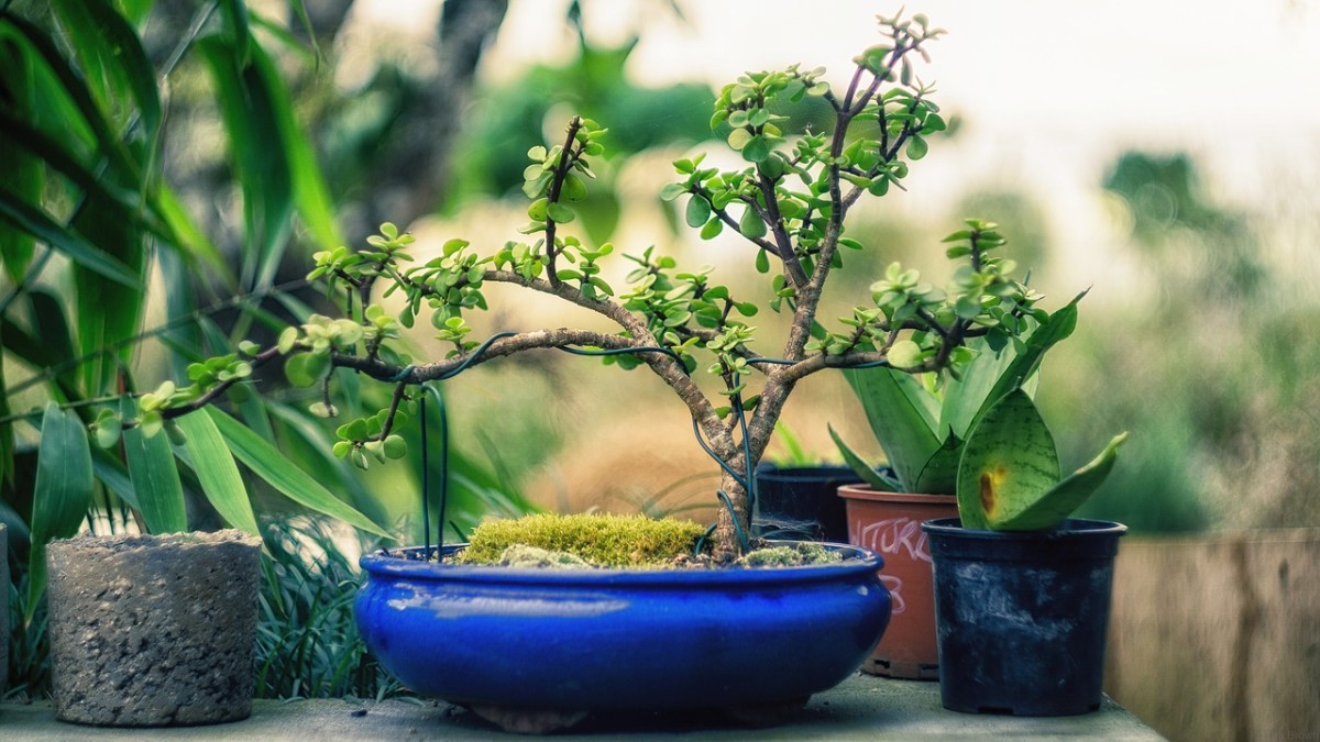 Choosing the right kind of pot for the style of tree you want is an essential part of cultivating your bonsai.