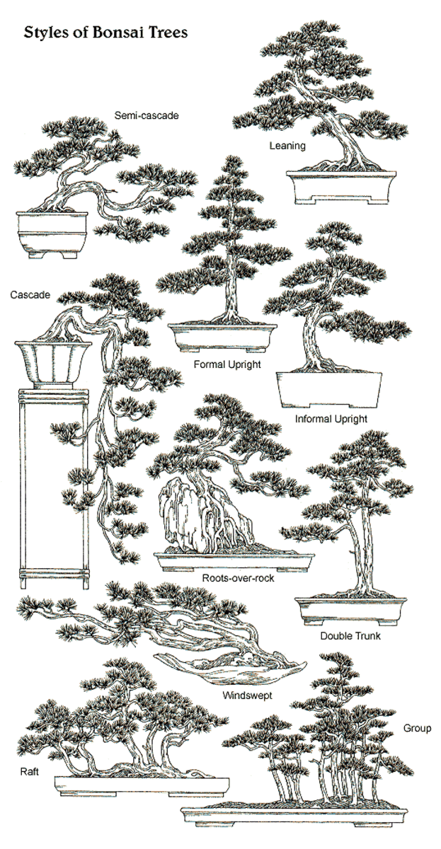Here is a helpful visual illustrating a handful of the potential ways to style your bonsai.