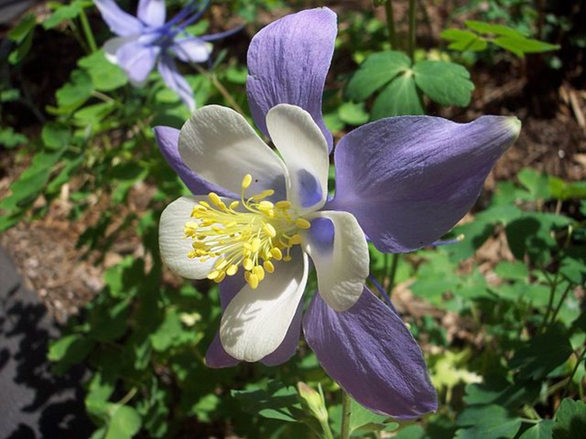 Columbine flower in full bloom. Bine or a vine? The clue is in the name.