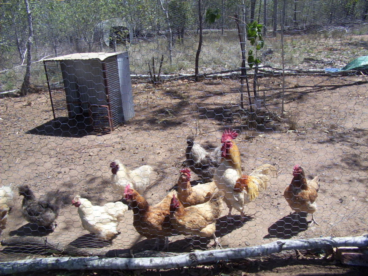 Our first flock of chickens on the early days of the Cackle Farm