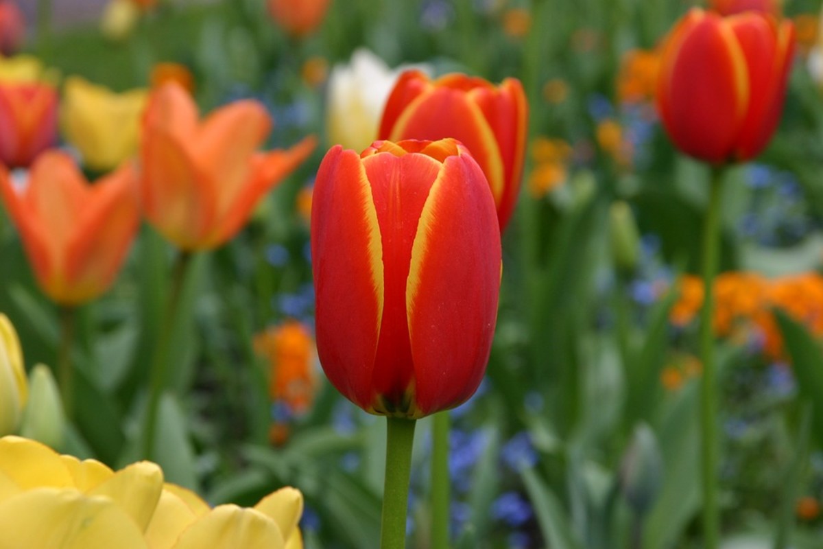 The Best Time to Plant Bulbs Dengarden