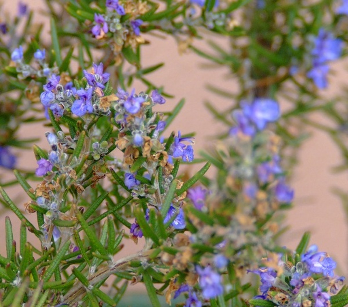 Rosemary is great for natural pest control—plant around your veggie garden or scatter the leaves around plants that insects are attacking. 