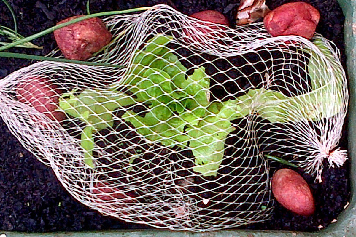 Veggie net bags get a new lease on life to protect against slug and snail damage.