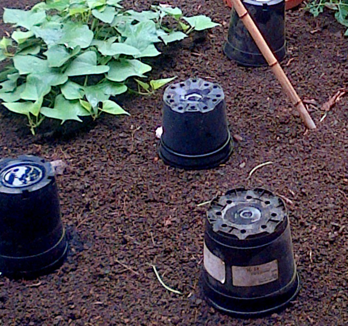 Upturned pots placed over plants at night help to protect against slugs, snails and bigger pests.