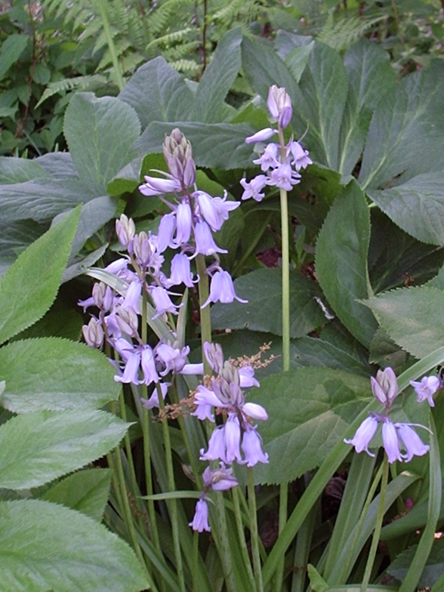 Spanish bluebells - the flowers grow on all sides of the stem so it remains upright.
