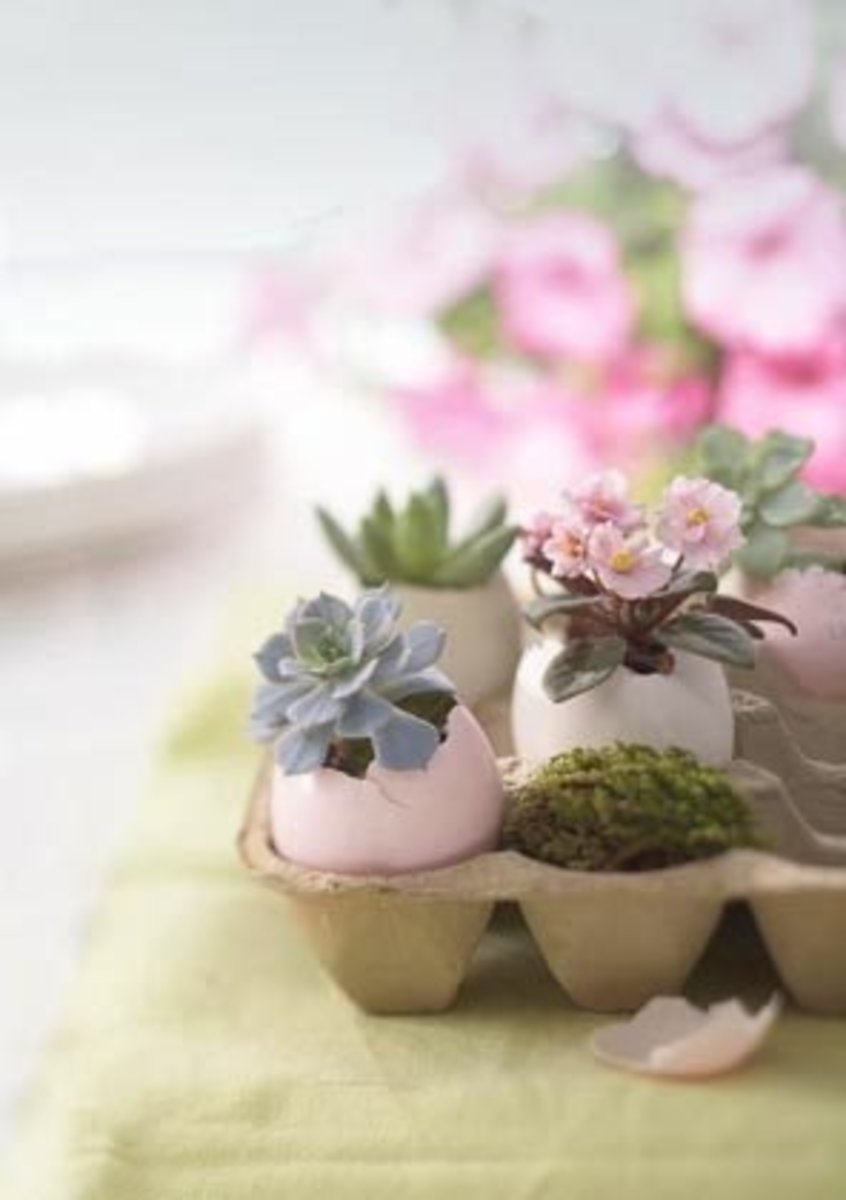 Eggshells in egg cartons make interesting mini succulent planters.