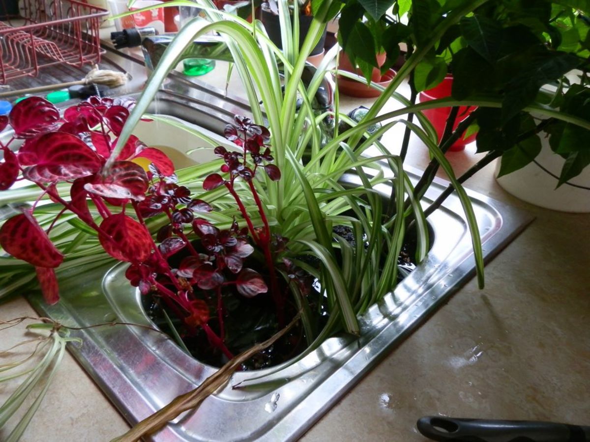 how to care for a poinsettia after christmas