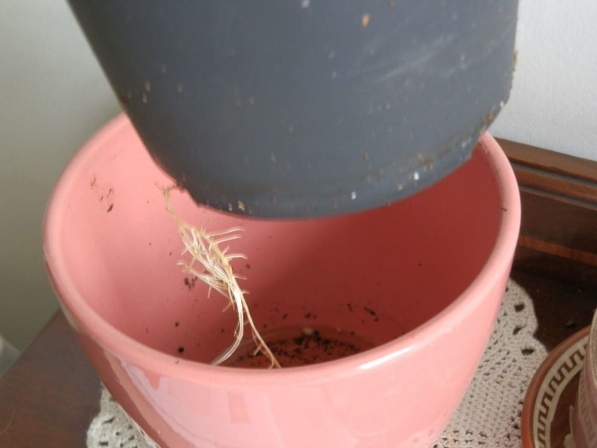 Plant root showing through the bottom of the pot, almost a year after Christmas.