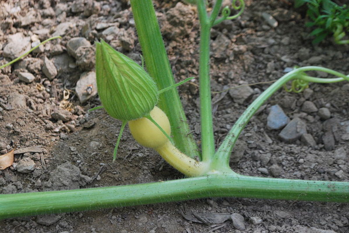Female flowers have tiny pumpkins at the base of the flowers.