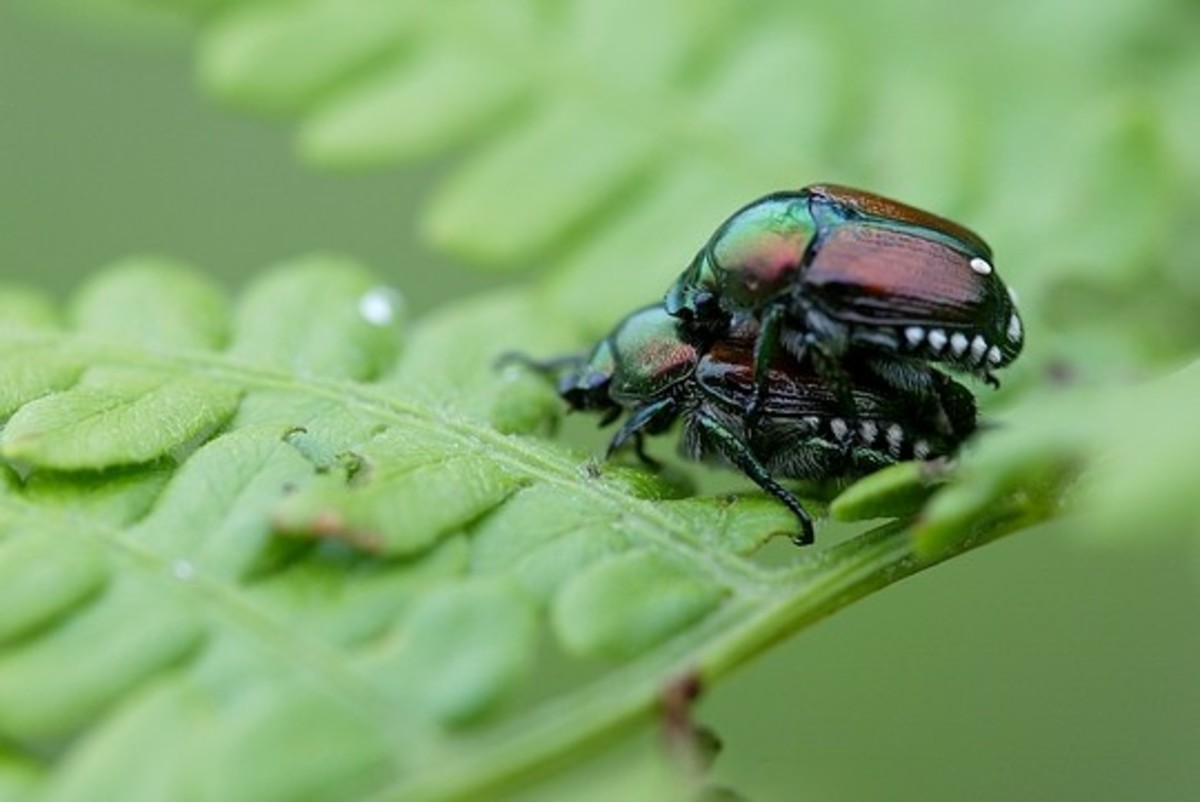 Ever wonder what those Japanese beetles do under the stars during the warm summer? 
