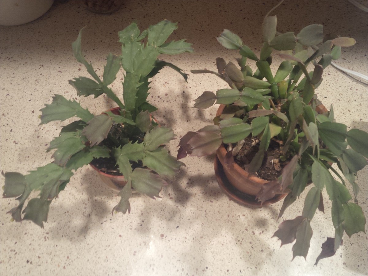 Left:  Thanksgiving Cactus (note the large crab claw leaves).  Right:  Christmas Cactus
