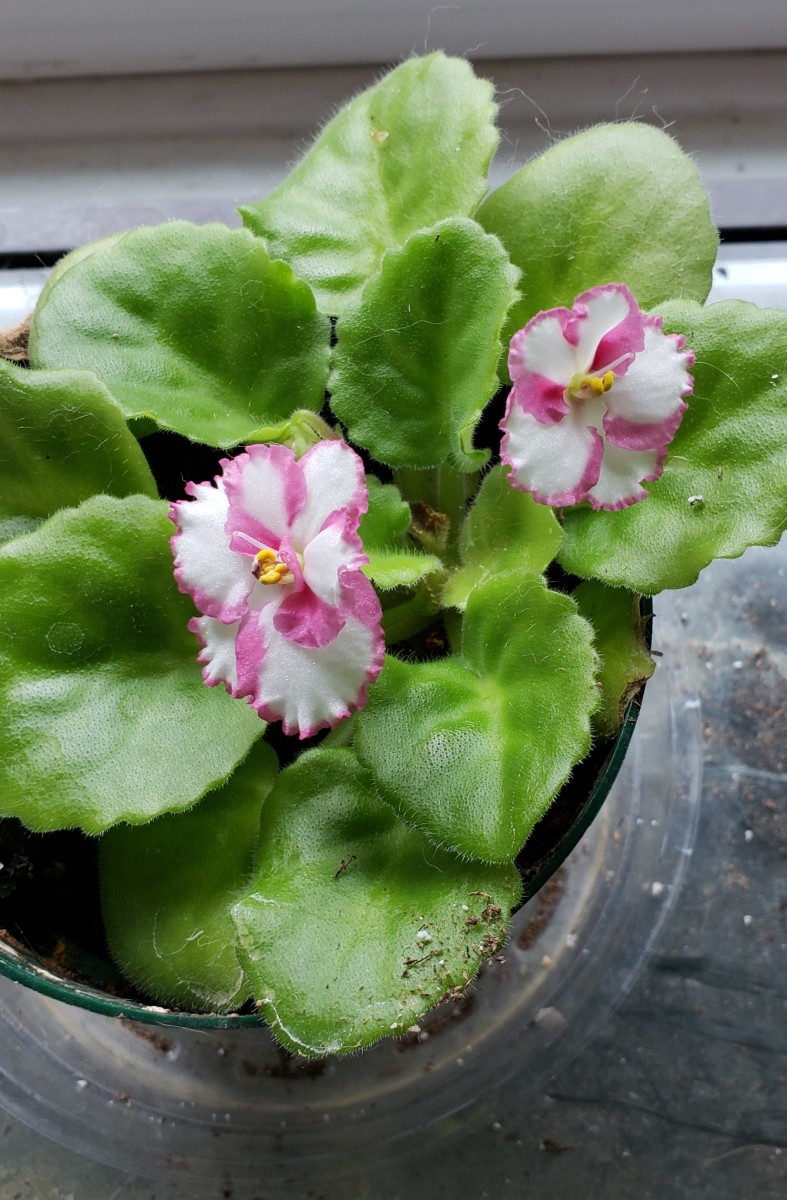 White African violet flowers with pink picotee edge