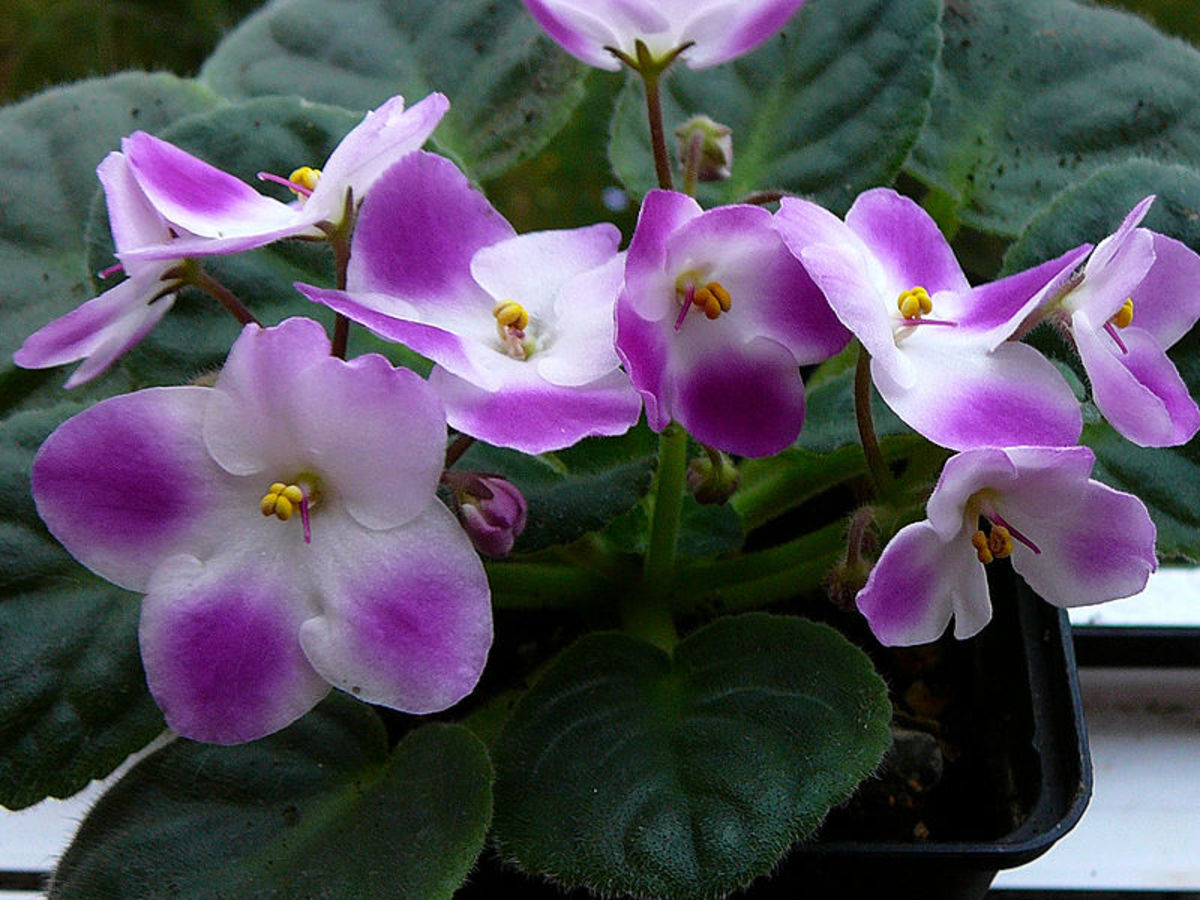 How to Grow African Violets Dengarden