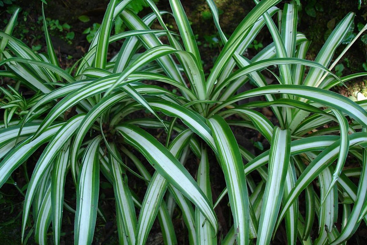 Spider plants used as an edging