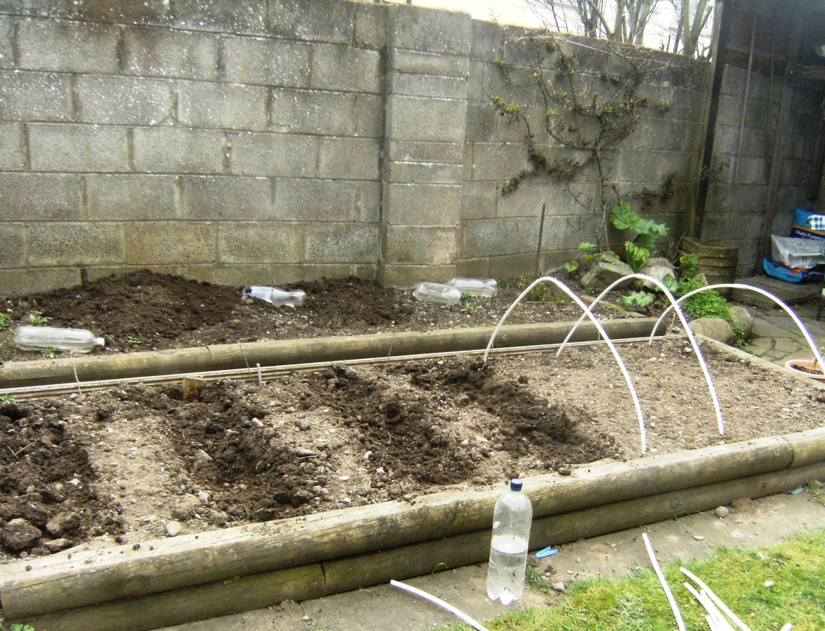 Prepare a trench in the garden to plant your onions 