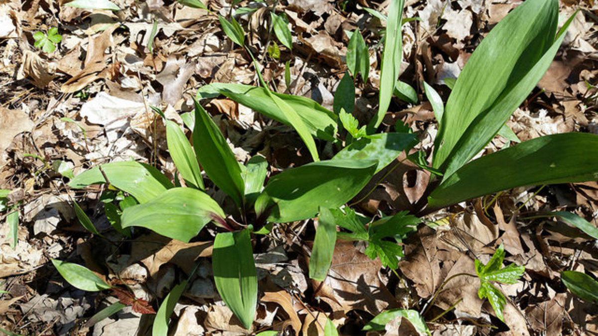 Edible Wild Plants in USDA Zone 5 Dengarden