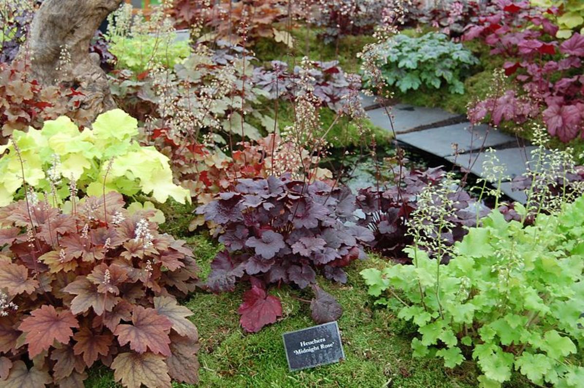 How to Grow Coral Bells (Heuchera) Dengarden