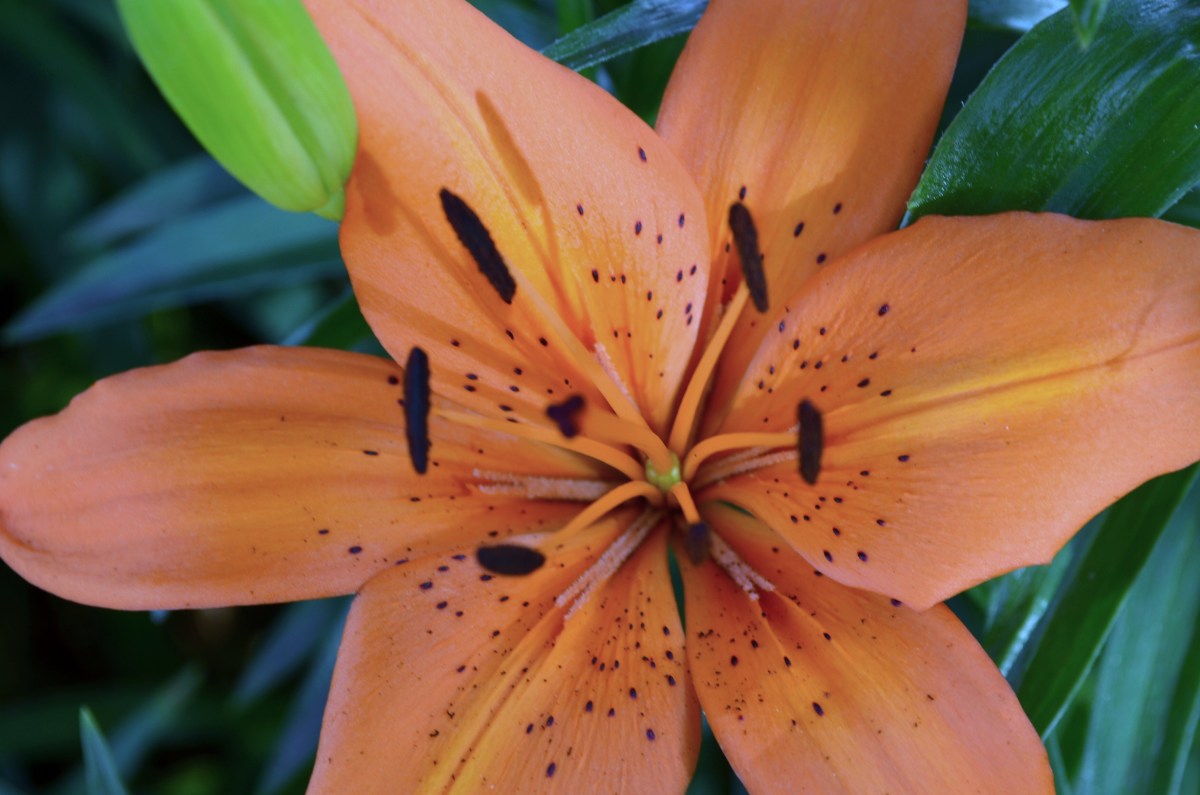 Orange lilies are very eyecatching in the garden.  I simply loved this color.