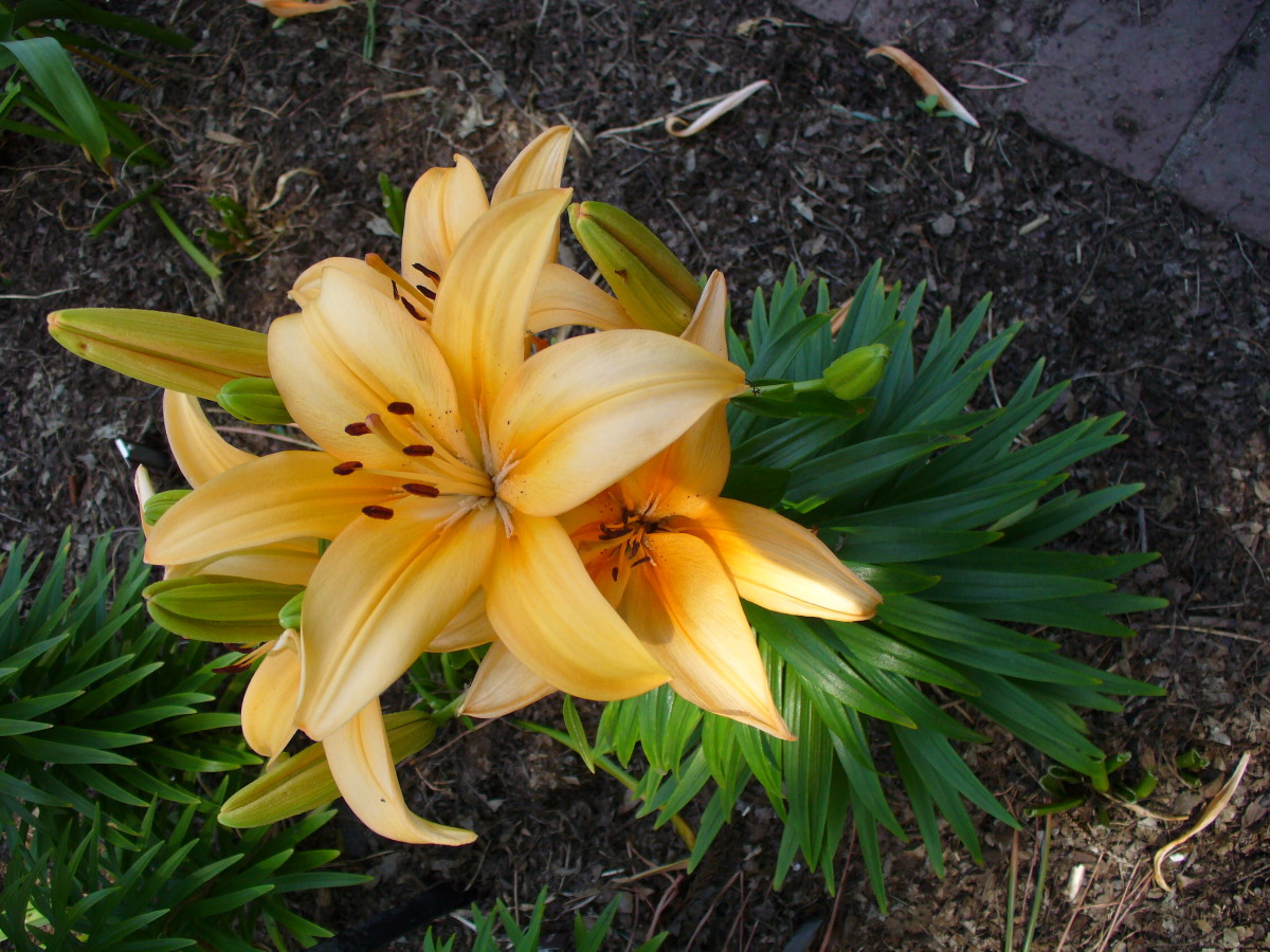 I found this buttery orange yellow lily in one of my favorite botanical gardens!  Just beautiful. 