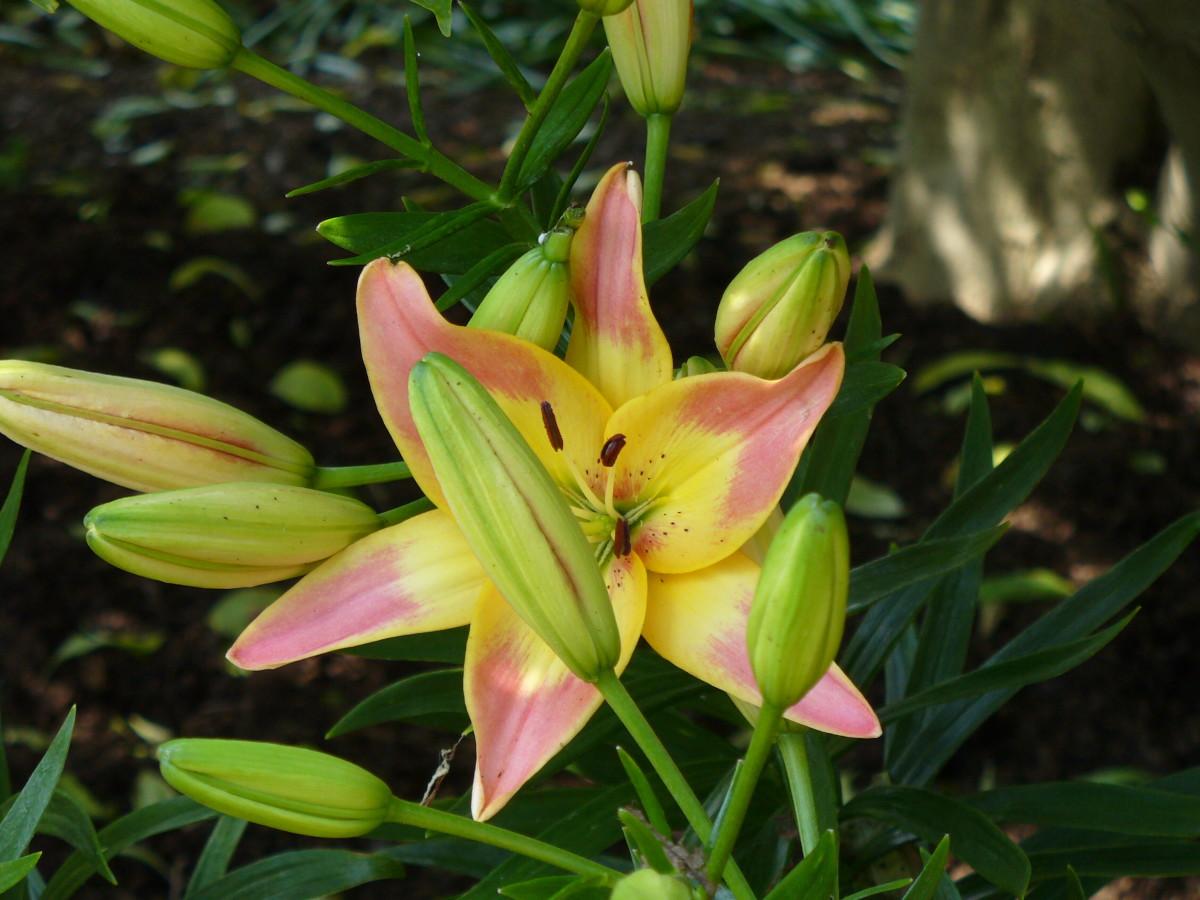 I absolutely love the colors in this lily, it seems so rare!  Some buds are kind of blocking the view, but you can get the idea.  The yellow and pink are simply beautiful to me.