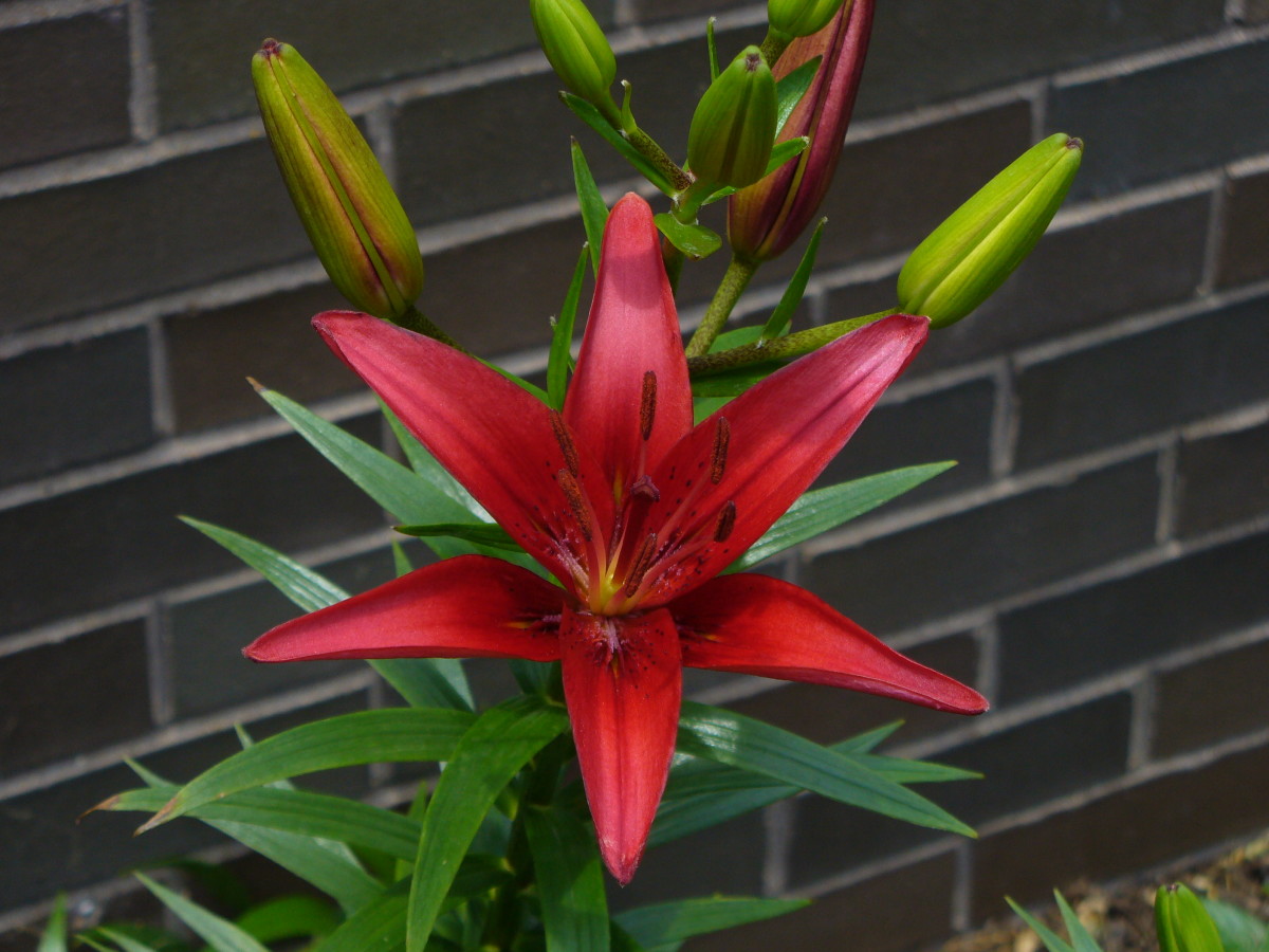 This red asiatic lily is a deep rich color that I just absolutely love.  How gorgeous!