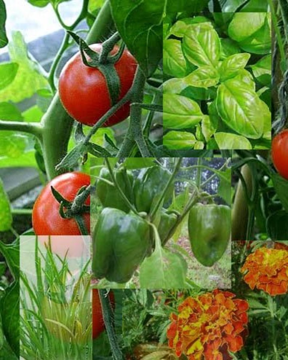 Companion Planting in Your Gasrden