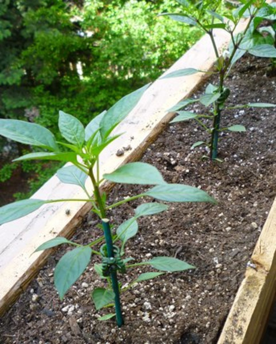 Pequin pepper plants newly transplanted outdoors. Grown from seed, these plants were a bit lankier than other varieties during their early growth.