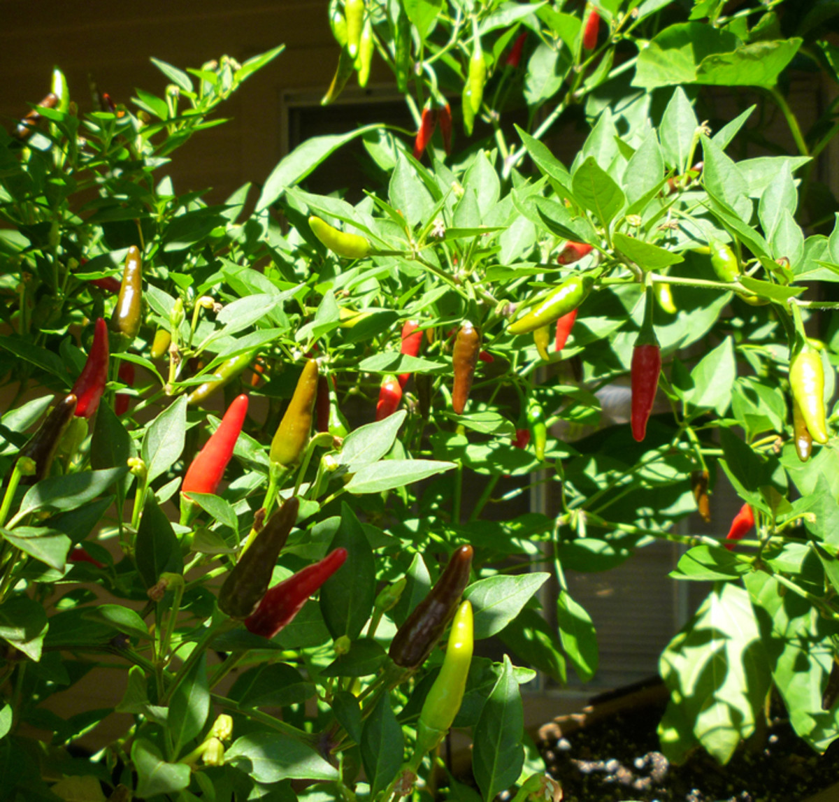 Pequin peppers from the 2013 season! 