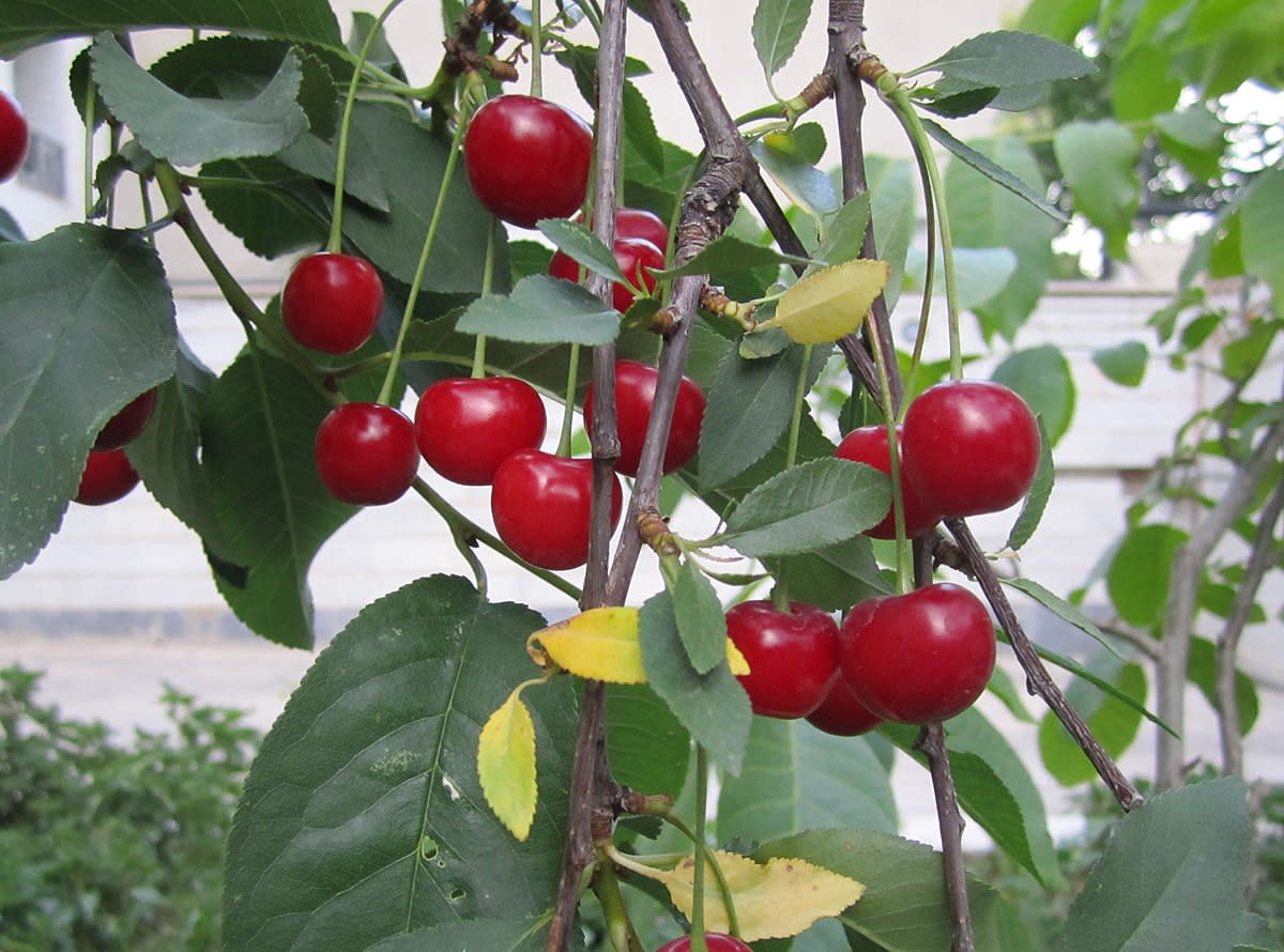 Black cherry is the largest cherry native to Kentucky.