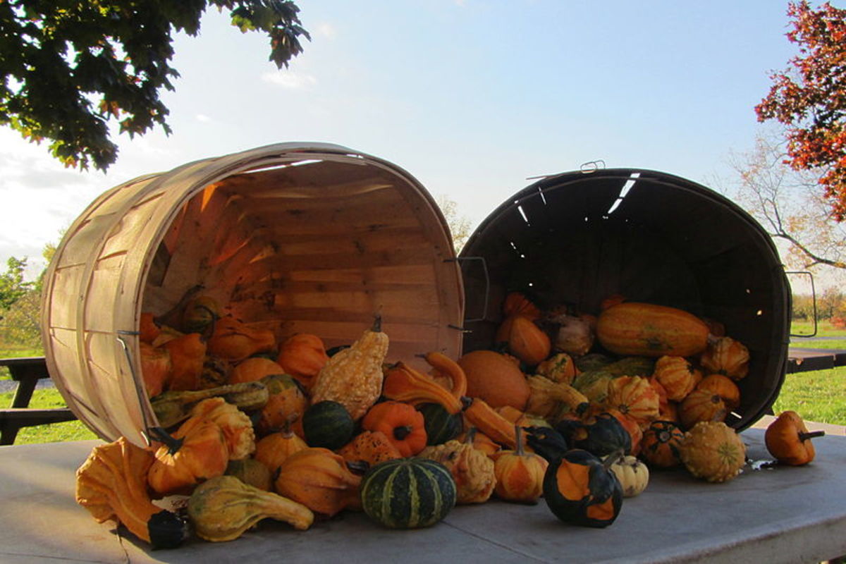 growing-and-drying-ornamental-gourds