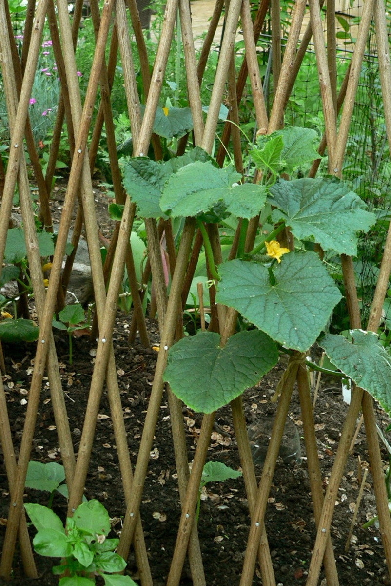 Gourds should be grown on a trellis to keep the fruit from contact with the soil
