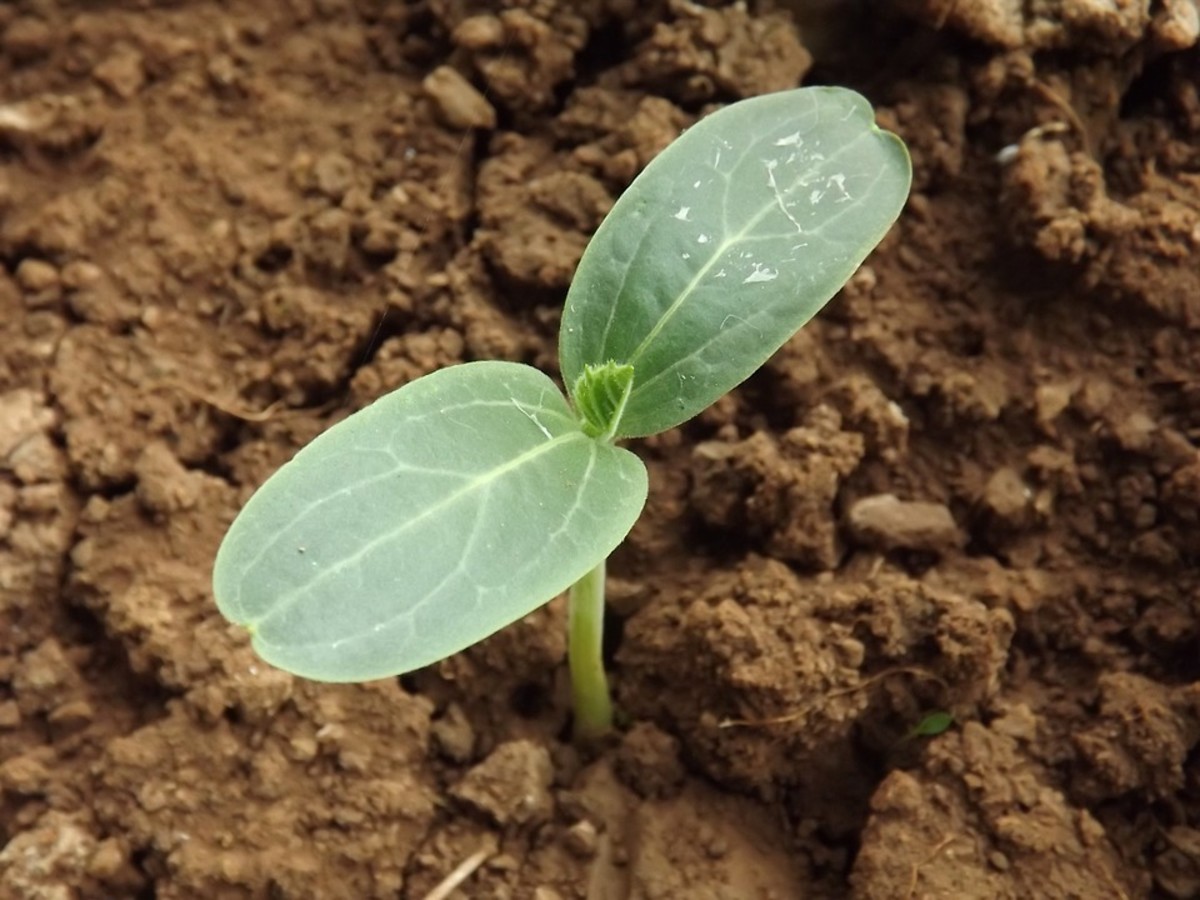 Thin your seedlings after they have developed their second set of leaves.