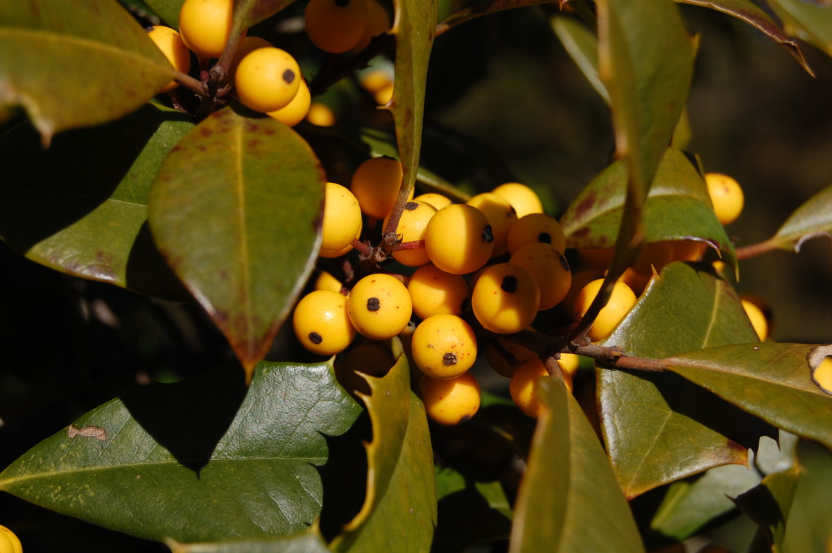 Yellow Holly Berries