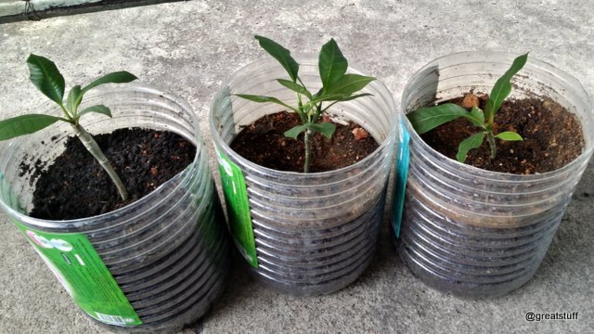 My 3-month old plumerias or frangipanis that were planted from seeds.