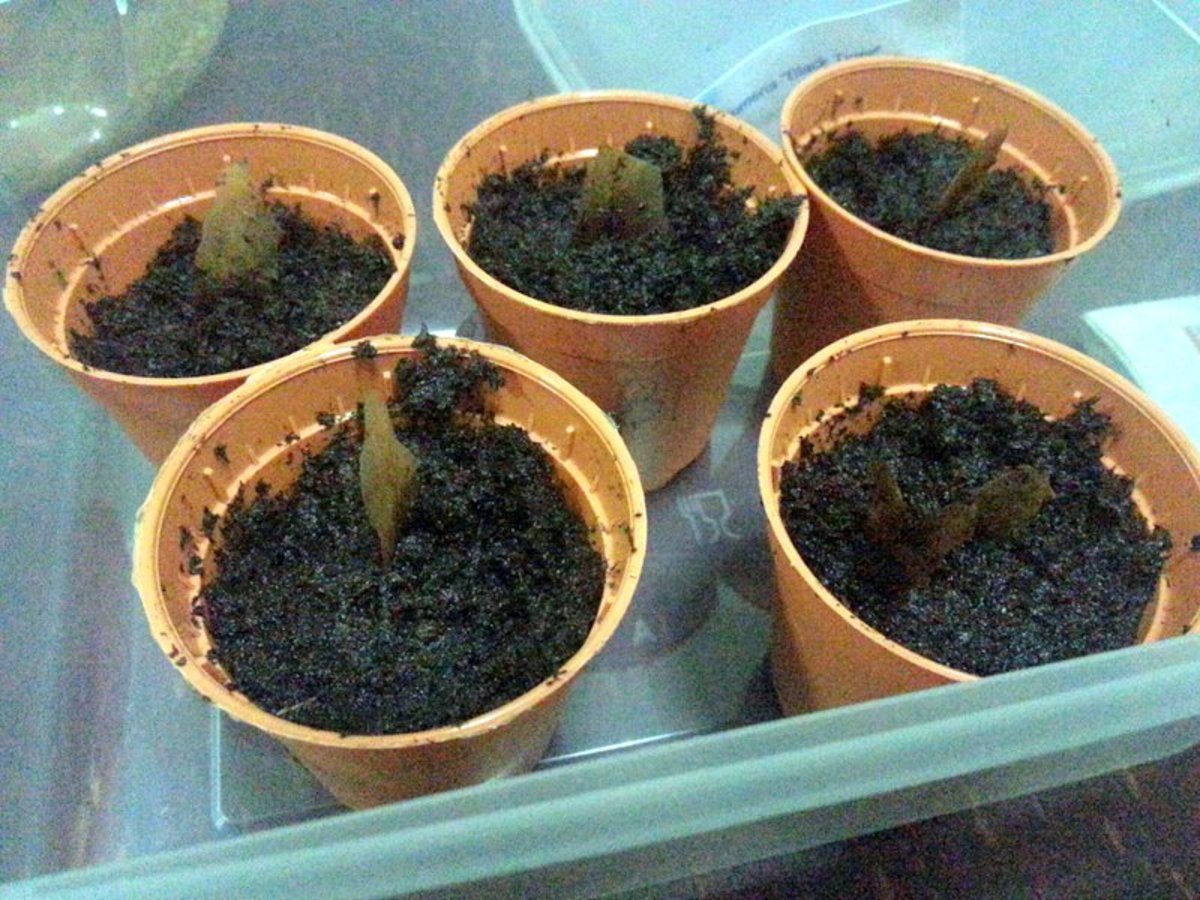 Put plumeria seed in a well-drained potting mix with the seed wing partly sticking up. Check daily to make sure potting mix is moist, but do not overwater.