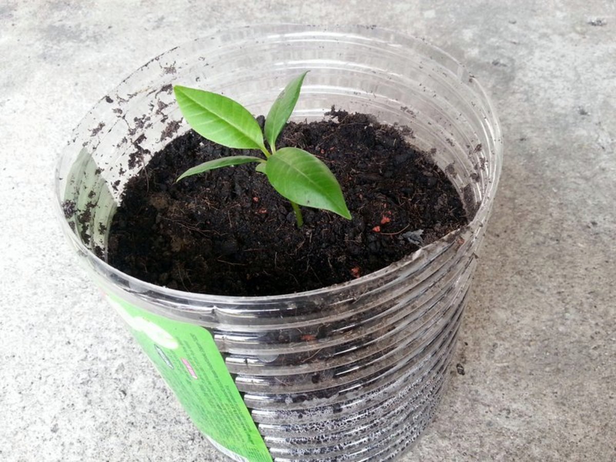 Plumeria seedling can be transplanted to a bigger pot once it developed its second set of leaves and are at least 3 inches tall