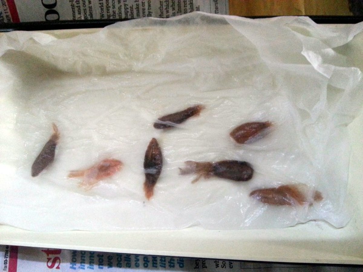 Soak dry plumeria seeds for about 24 hours between moist tissue paper. After 24 hours, the thick end of the seed should be starting to puff and swell up.