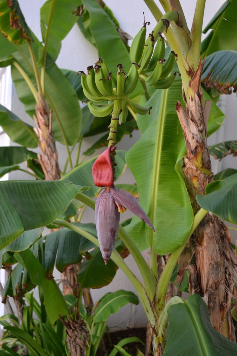 Banana Tree Uses In English