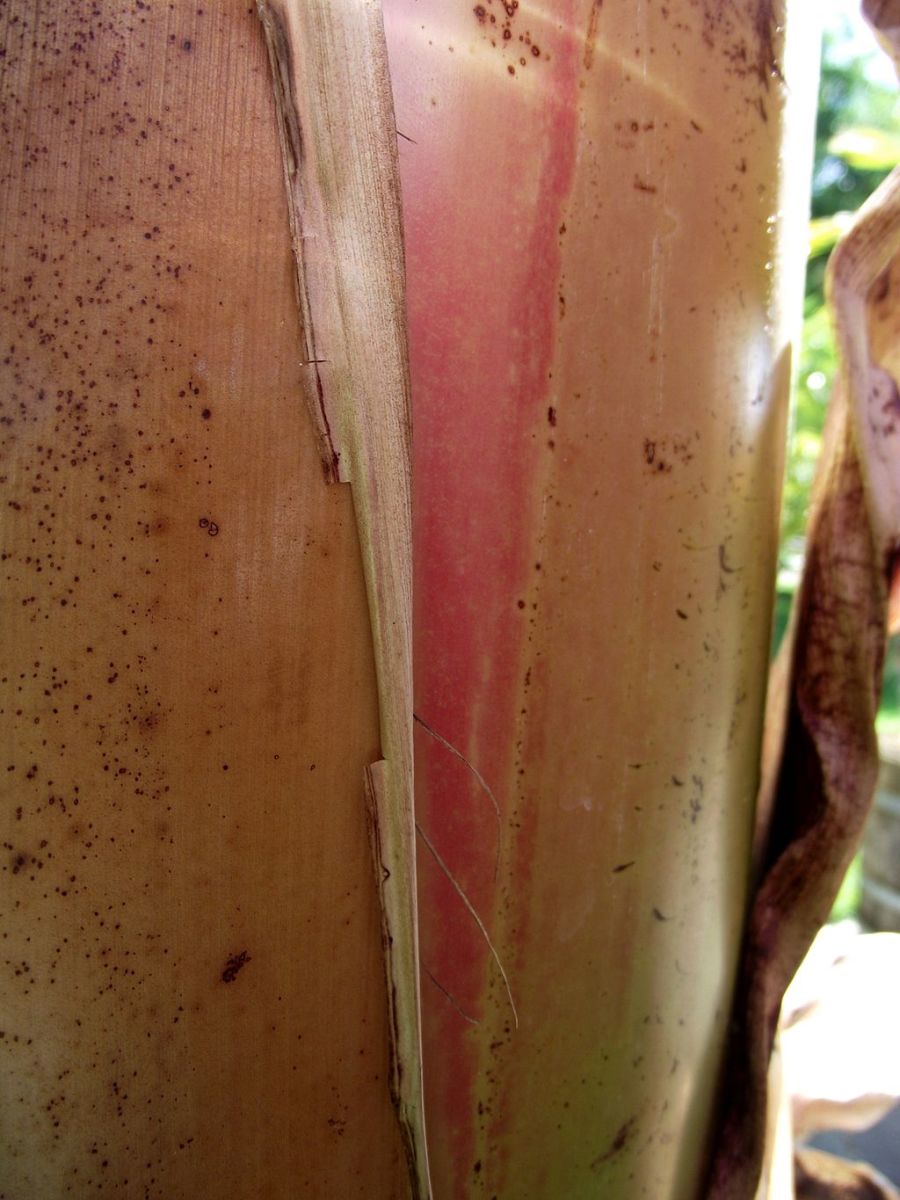 Banana plant stem