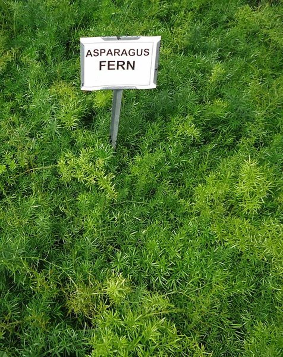 how-to-grow-asparagus-ferns